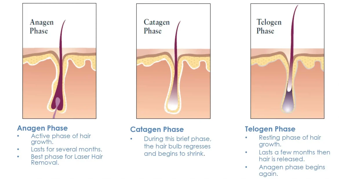 stages of hair growth